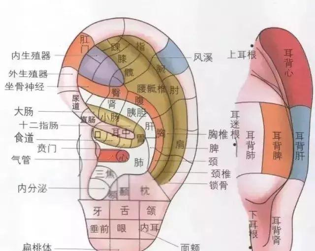 B体育拉耳朵清宿便活化肠道助排毒(图1)